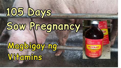 pwede bang purgahin ang buntis na baboy|6 Importanteng Vitamins Para sa Buntis na Baboy.